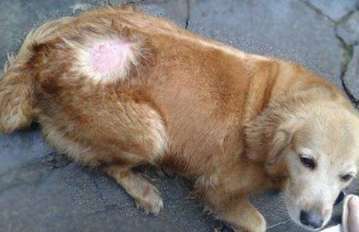 Why do dogs get ringworm?