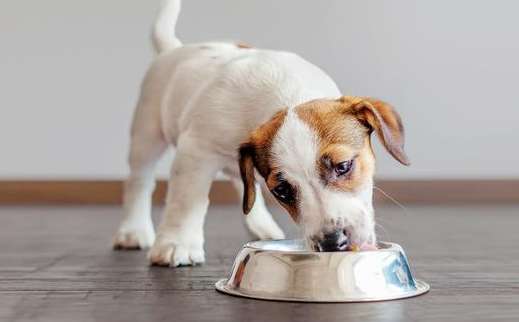  Why do dogs have to bottom out their bowls?