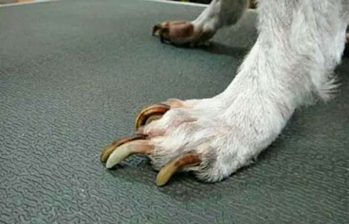 Dogs Why are there wolf nails?