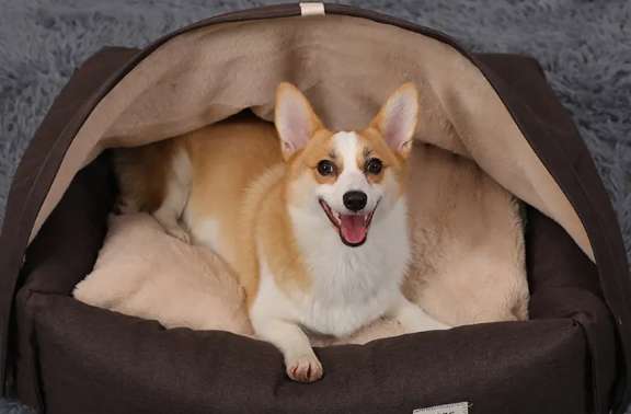 Why do dogs ride on kennels