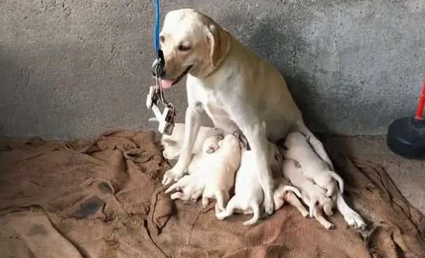 Why Dog feeding fever after giving birth