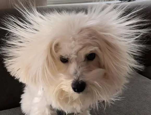 Why do dogs get static electricity?