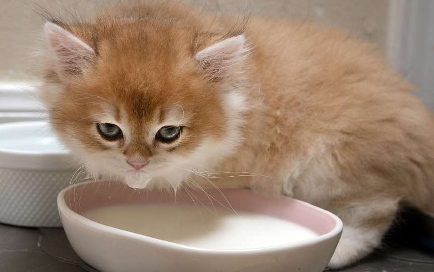 Ten Easy Homemade Cat Recipes Can Cats Eat Soy Milk?