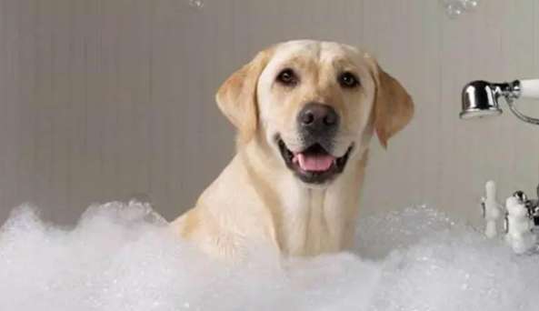 Why can't dogs take a bath?