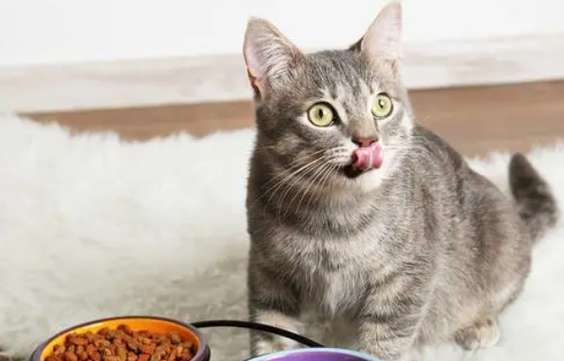 What can kittens eat instead of cat food?