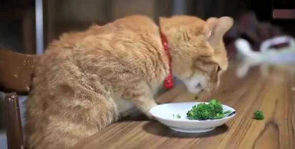 Why cats don’t eat vegetable leaves