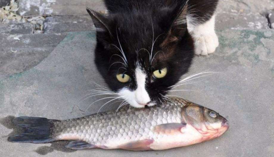 Are there any harms to cats eating fish?