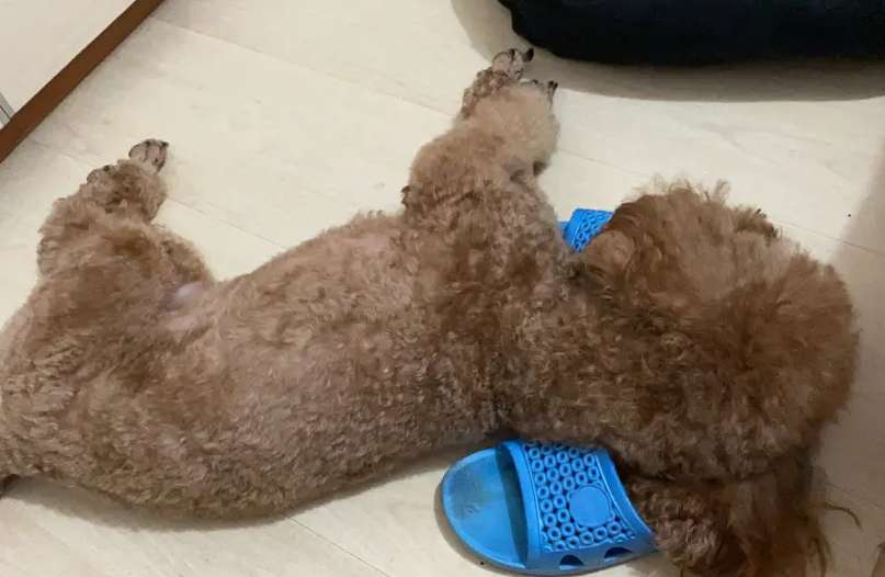 Why dogs Dogs sleeping with slippers