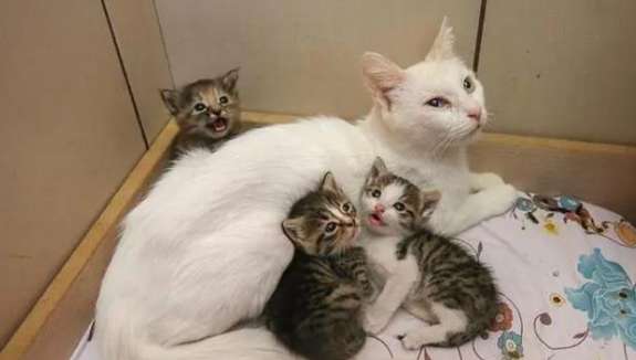 Why do cats give birth to kittens easily?