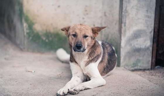 Why Dogs know how to look after homes and homes