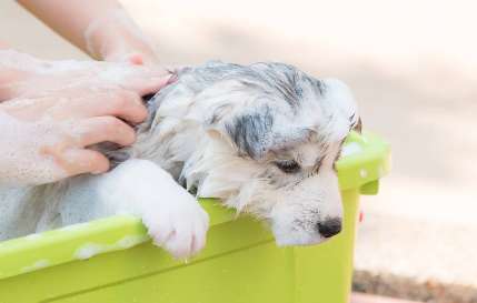 How to bathe your dog at home so that he doesn’t catch a cold