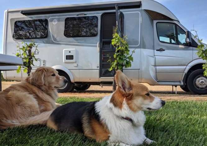 Why can you bring dogs in an RV?