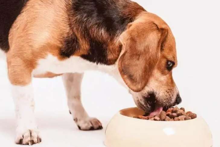 How can dogs be willing to eat dog food and dog food?