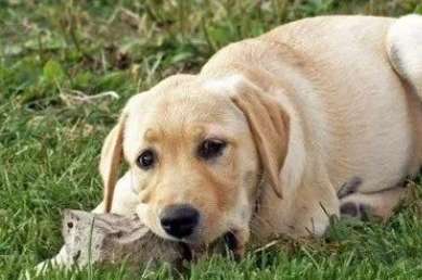 Why do dogs like to eat stone powder?