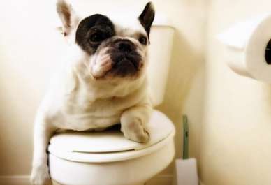 Why do dogs like to squat in the toilet?