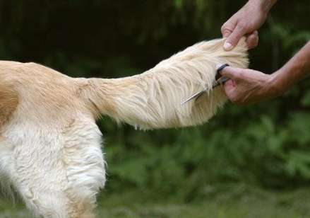 Dogs Why can't dogs shave their tail hair?