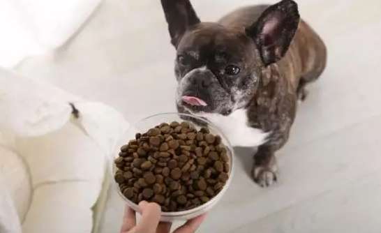 How to stop your dog from mixing dog food