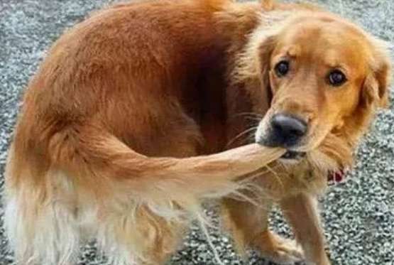 Why do dogs suddenly bite their tails?