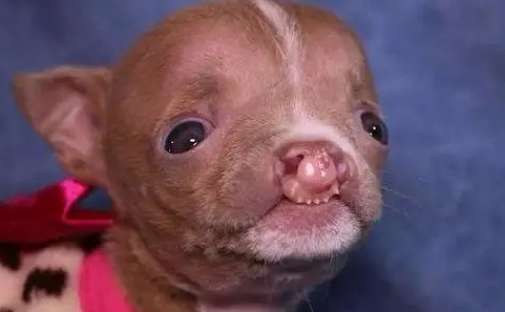 Dogs also have cleft lips? ?