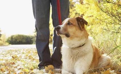 Why doesn’t the dog want to go for a walk? What’s going on?