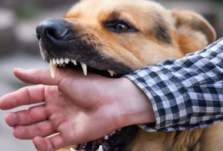 Why A dog will chase you and bite people