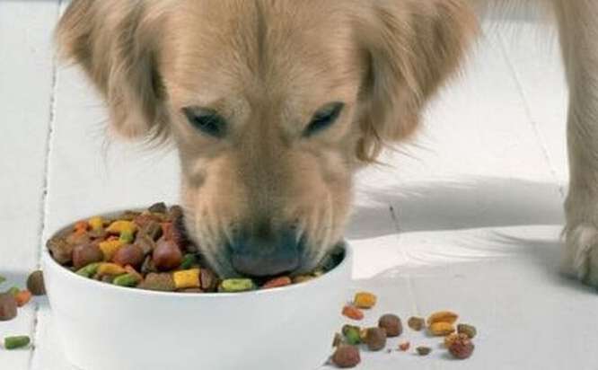 How to prevent rats from eating dog food