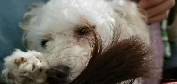 Why do dogs like to bite their hair?