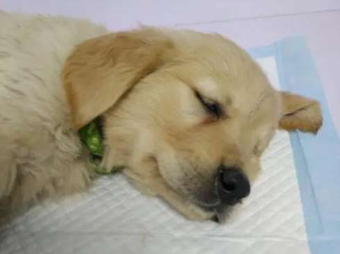 Dogs Why does parvovirus occur?