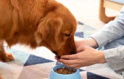 Why can dogs eat canned kitten food?