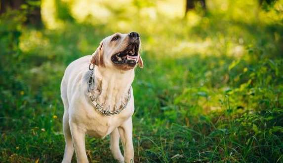 Why do dogs get thyroid nodules?