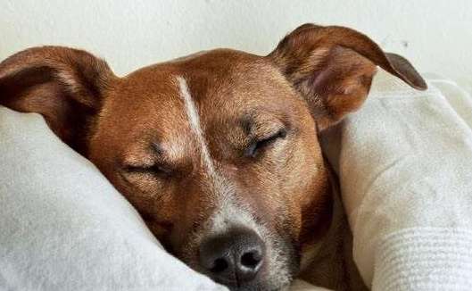 Why dogs Entrusting people with dreams