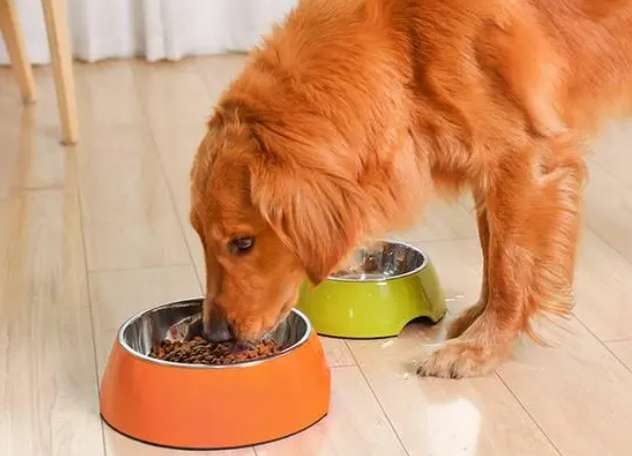 What material is the dog’s eating bowl made of?
