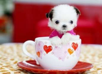 How to raise a teacup dog well