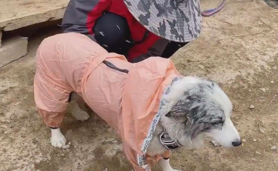 Why Tibet Take your dog with you when hiking