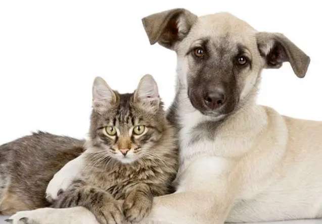 What is the difference between cat and dog behavior?