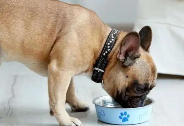 How to change dog food for dogs