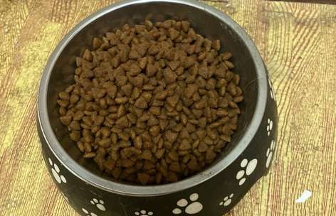 How to store dog food better