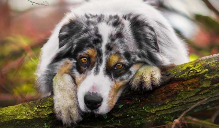 Dogs Why do dogs like to enter other people’s cages? width=