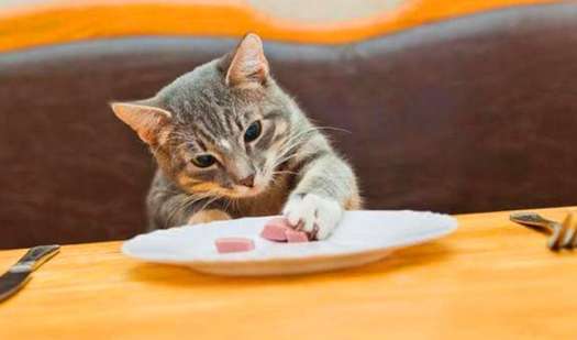 Why do cats look for food from humans?