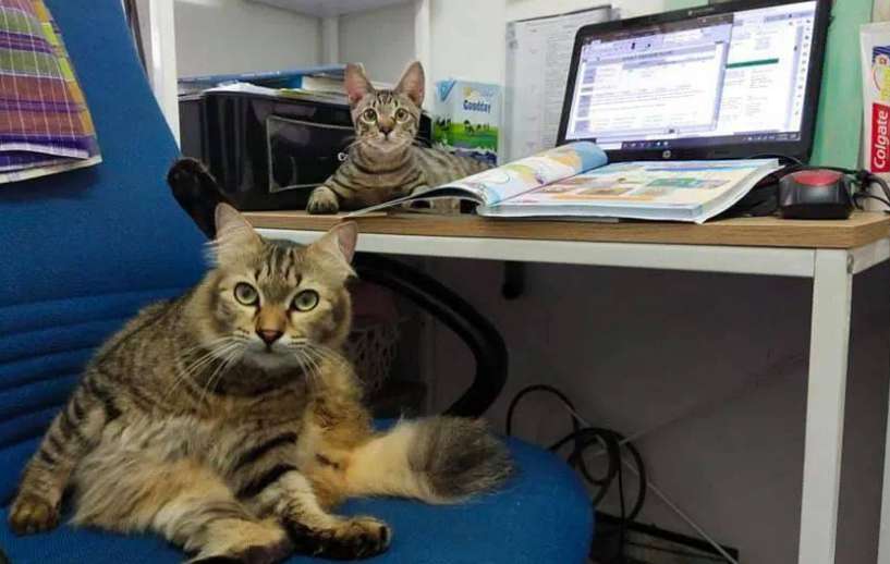 Why do cats Where you go to work