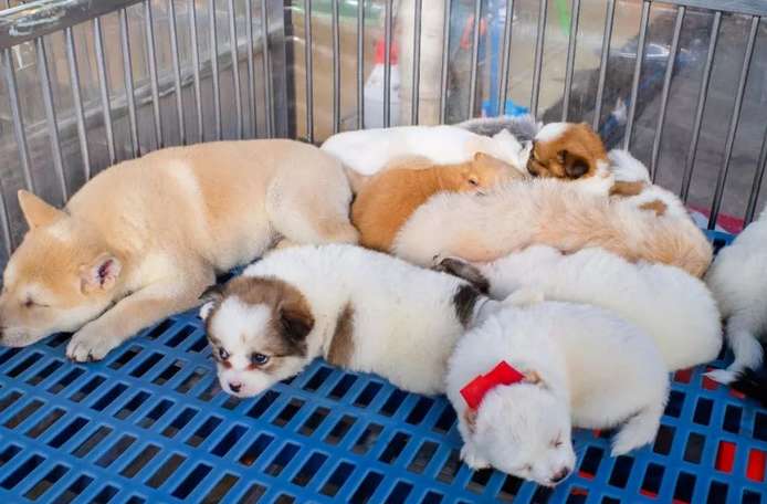 Where are the pet markets in Chengdu?