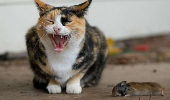 Why cats like to eat mice Rat