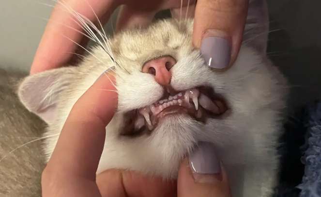 Why don't you change your teeth if you have a cat? Teeth replacement