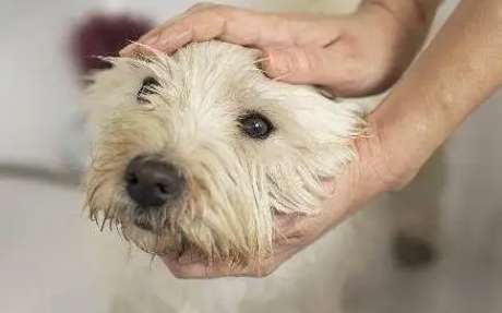 Why won't dogs let their hair be touched?