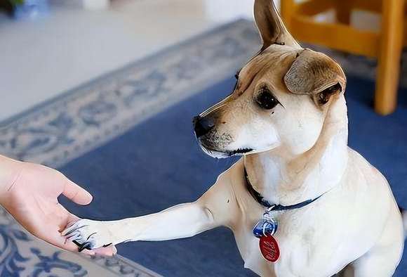 Why don’t dogs understand watching cell phone videos?