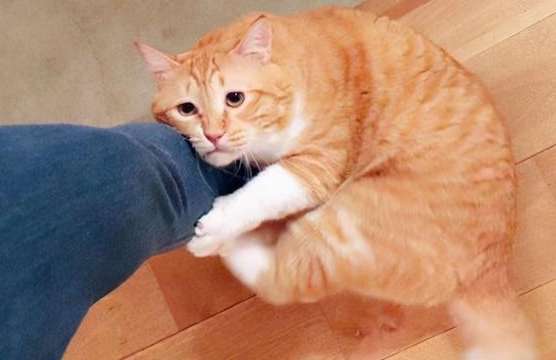 Why do cats hug their owners’ feet?