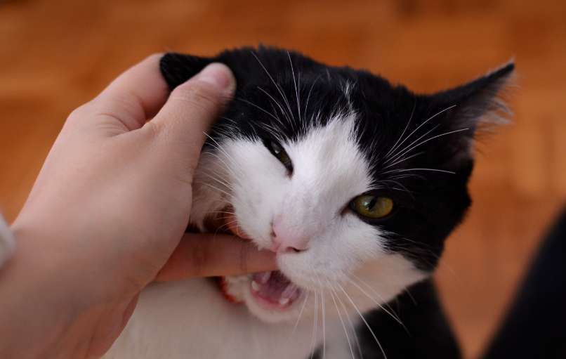 Why do cats bite but not lick?