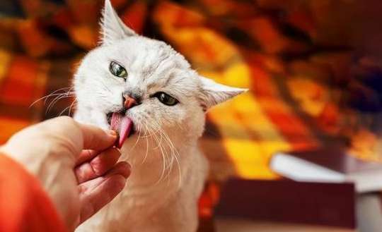 Why do cats indulge in finger-eating?