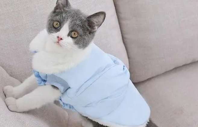 How to make cat clothes