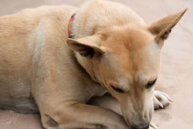 Why do dogs turn their paws black when they bite them?